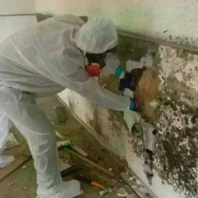 Mold Remediation and Removal in Little Rock Air Force Base, AR